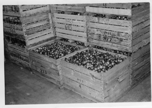 Bulk bins of apples in cool storage 1966