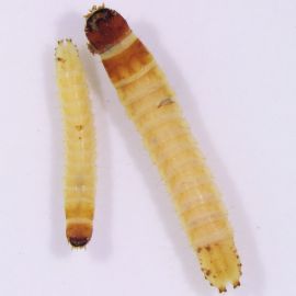 True wireworm larvae, showing flattened head and rear dorsal plate