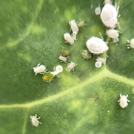 Cabbage aphid colony with nymph moulting (Photo: R. Hamdorf)