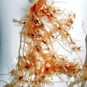 CCN infection causes knots in the roots of wheat, barley and triticale (photo: Vivienne Vanstone)