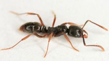 Asian needle ant