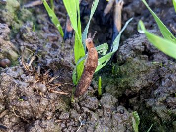 Grey field slug on wheat (photo: M. Nash)