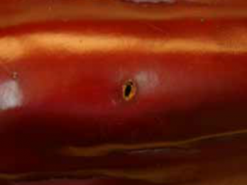 Exit hole in capsicum caused by an eggfruit caterpillar 
