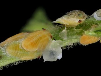 Nymphs Asiatic Citrus Psyllid – photo: USGS Bee Inventory and Monitoring Lab from Beltsville, Maryland, USA
