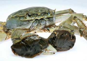 Chinese Mitten Crab (<i>Eriocheir sinensis</i>)