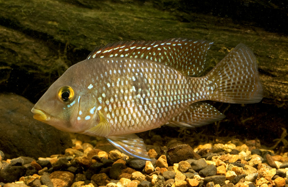 Cichlid species - PIRSA