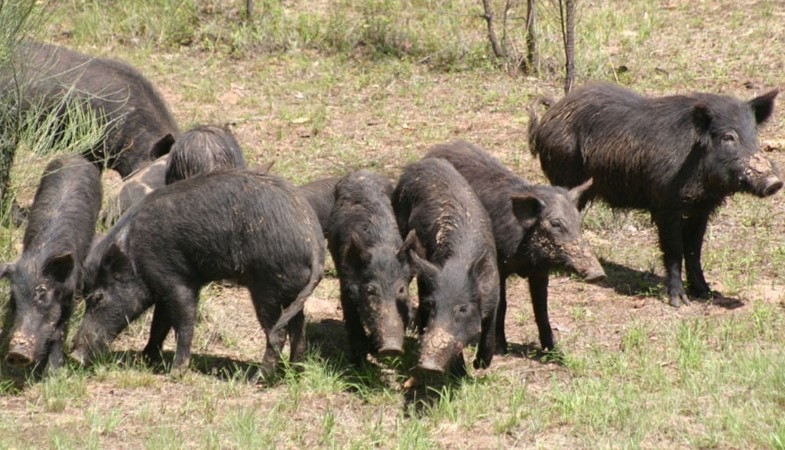 Feral pigs