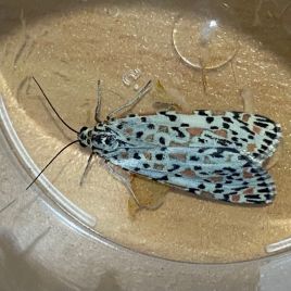 Heliotrope moth (Photo: K. Dart)