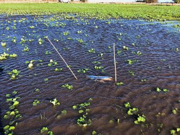 Waterlogged paddocks controlling slugs (photo: M. Nash)