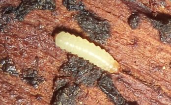 Dried fruit beetle larva – photo: Alfredo Eloisa, (CC BY-NC-SA), www.inaturalist.org