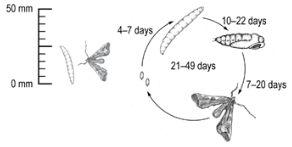 Eggfruit caterpillar lifecycle