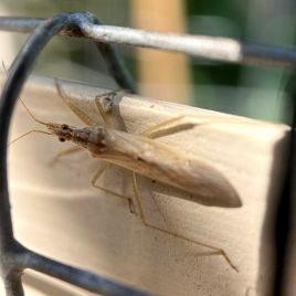 Predatory bug (photo: R. Hamdorf)