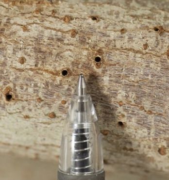 Entry holes in a maple tree created by PSHB, the approximate size of a pen tip – P Scanlon DPIRD, WA