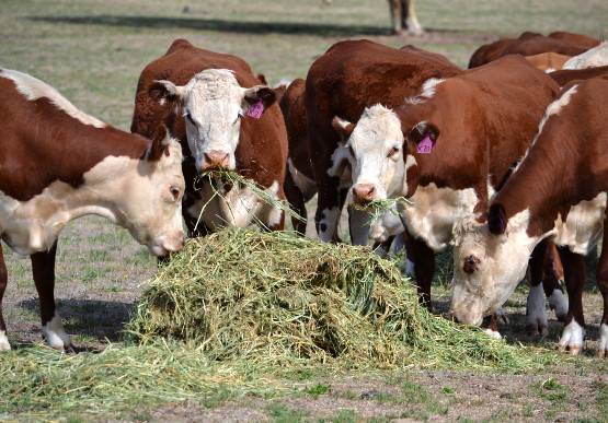 Kangaroo Island farmers to receive over 150 tonnes of donated hay