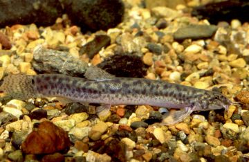 Oriental Weatherloach - PIRSA