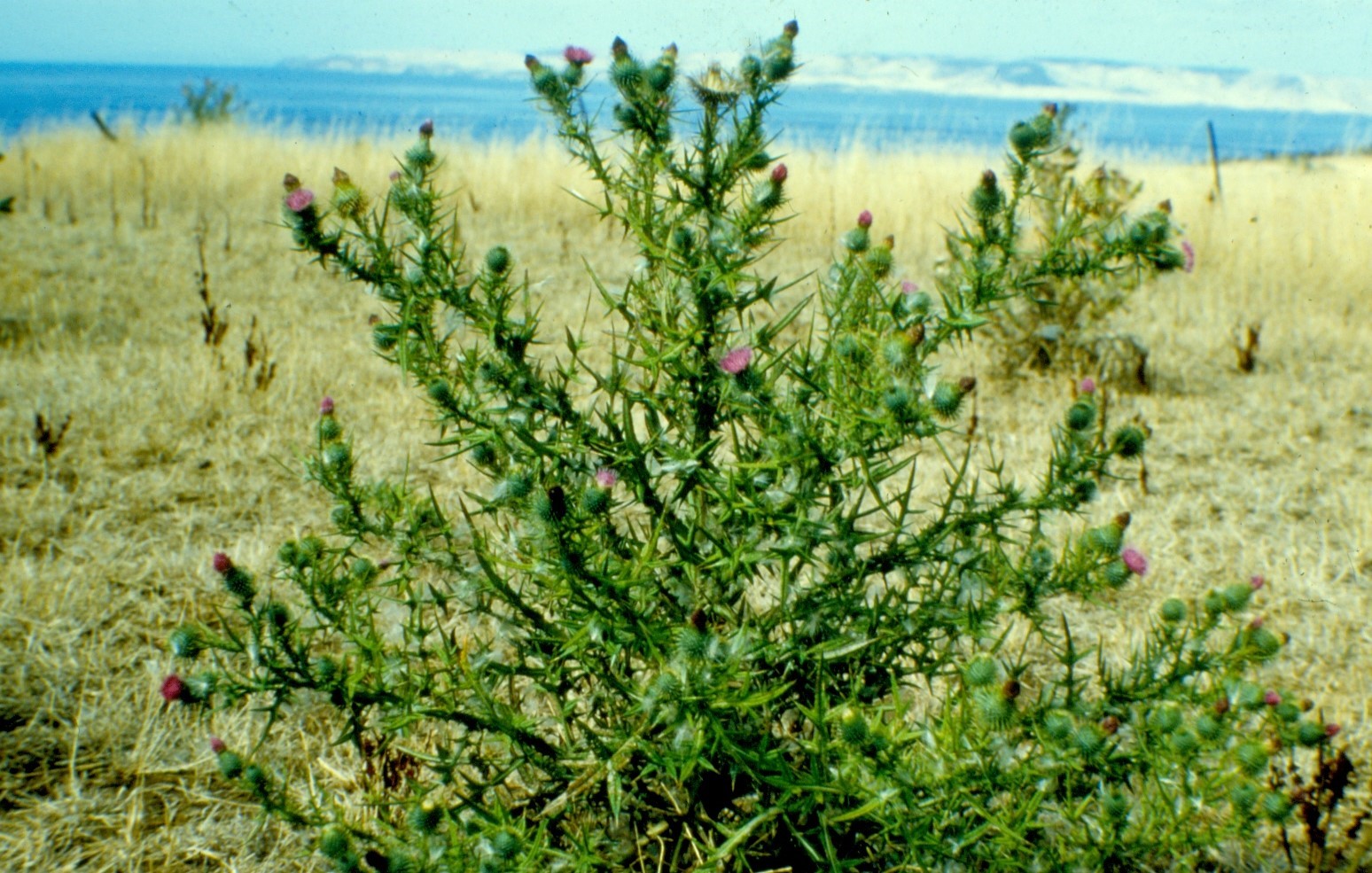 Spear thistle