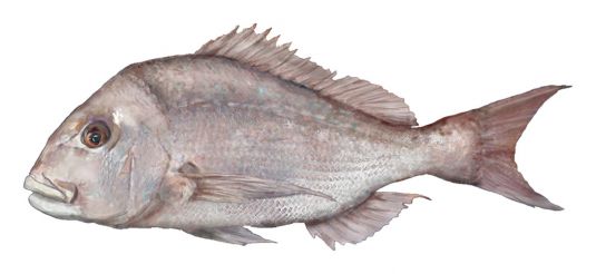 Check recreational fishing size, bag, and boat limits - PIRSA
