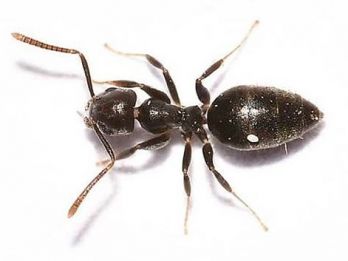 White-footed ant