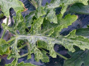 CGMMV watermelon leaf mottling – photo: Monsanto Vegetable Seeds