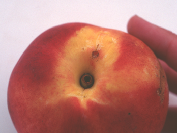 DFB entry wound on a nectarine – photo: Department of Agriculture and Food, Western Australia