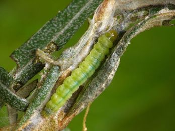 Light brown apple moth larva – photo: Patrick Clement, CC 2.0 via Wikimedia Commons