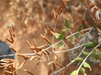 Xyella fastidiosa causing olive quick decline syndrome – photo: D. Boscia, CNR-Institute for Sustainable Plant Protection (IT)
