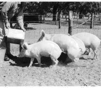 Figure 2, Photo 104977, Feeding pigs outdoors.