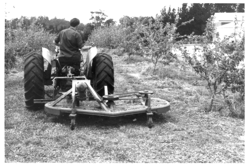 Early model offset slasher in Lenswood apple orchard 1971