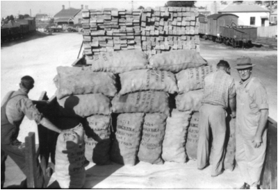 Loading potatoes into rail tracks at Mt Gambier in 1959.