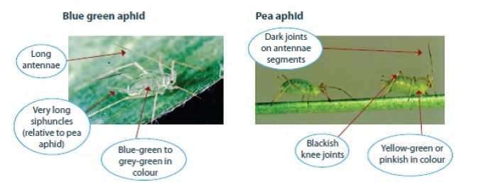 Blue green aphid and Pea aphid