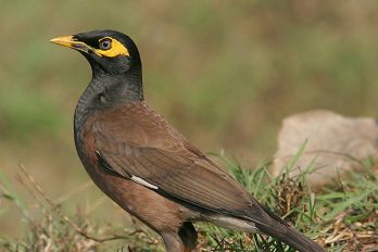 Find a pest animal in South Australia - PIRSA
