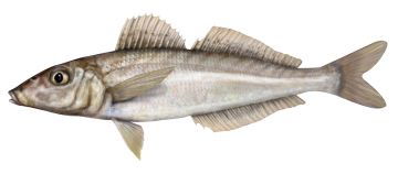 Silver Whiting