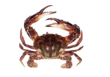 Brown Asian Paddle Crab. Source: New Zealand Museum