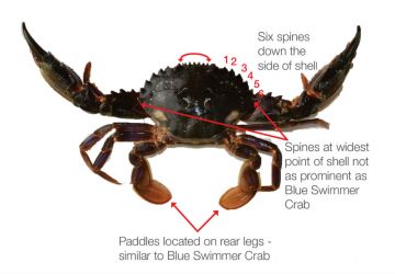 Asian paddle crab identification diagram