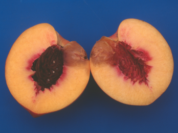 DFB internal fruit damage – photo: Department of Agriculture and Food, Western Australia