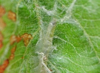 Webbing and surface grazing to leaf from LBAM