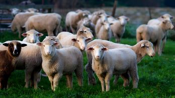 Keith, Kimba and Lameroo announced as finalists for 2025 Ag Town of the Year