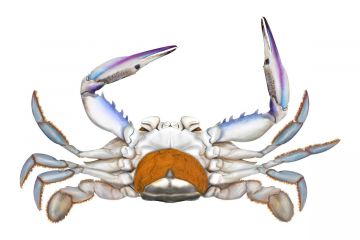 Female Blue Swimmer Crab with external eggs are totally protected and must be returned to the water immediately.