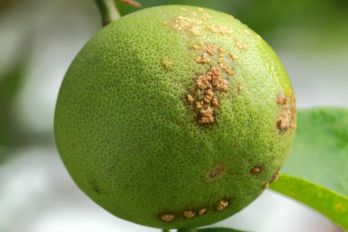 Citrus canker symptoms on fruit