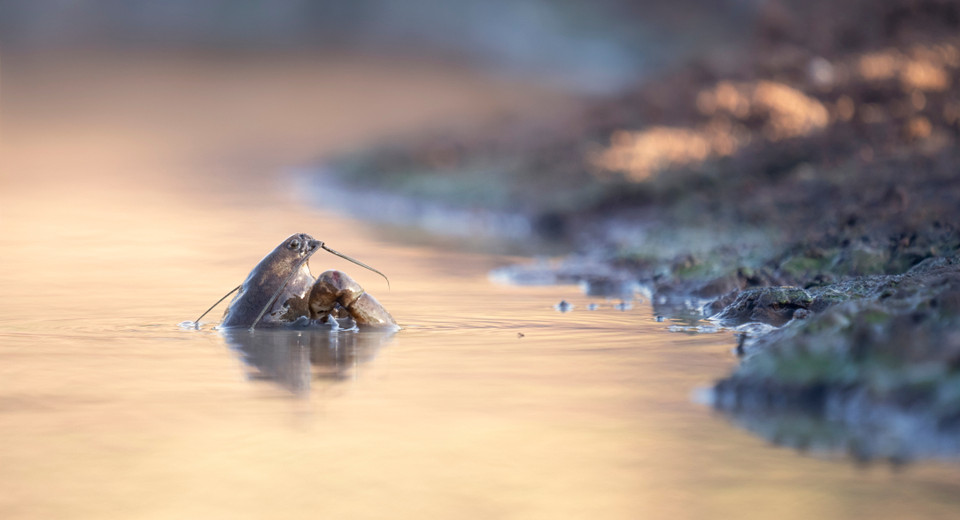 A yabby poking its head and pincers out of the water