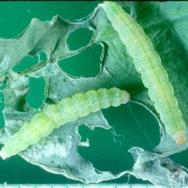 Diamondback moth larvae (photo: Kym Perry)