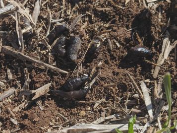 Slugs at Jamestown (photo: M. Nash)