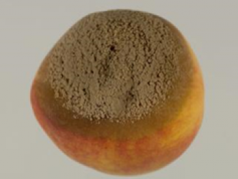 Brown rot on peach – photo: Department of Agriculture and Food, Western Australia