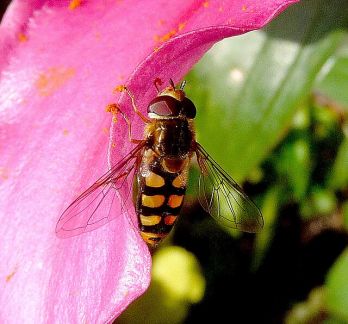 Hover fly on a flower photo: Gail Hampshire, CC 2.0 via Wikimedia Commons