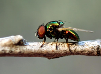 Metallic-green tomato fly – photo: Cinclosoma, 	iNaturalist Australia, CC-BY-NC 4.0