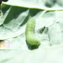 Cabbage white caterpillar (photo: R. Hamdorf)