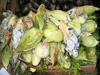 Corn infected with boil smut – photo: Russ Bowling, CC 2.0 via Wikimedia Commons