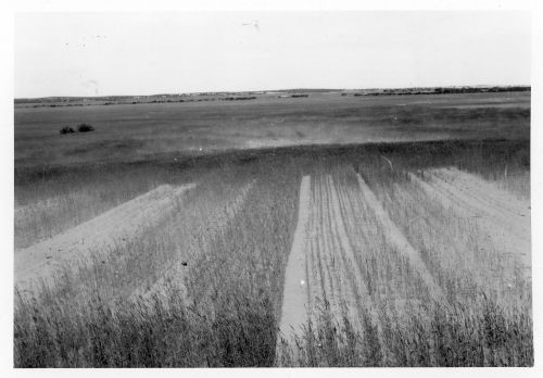 Trial using Sulphate of Ammonia added to superphosphate to encourage early growth of cereal rye on dunes – Wanbi 1958