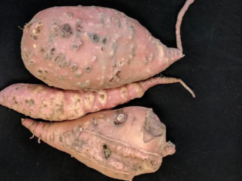 Root tissue in tubers of sweet potato affected by GRKN – photo: Camilo Parada and Dr. Lina Quesada, NC State Vegetable Pathology Lab, 2018, gd.eppo.int