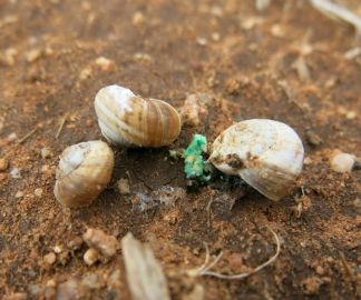 Snails dying after consuming bait (image: Helen Brodie)